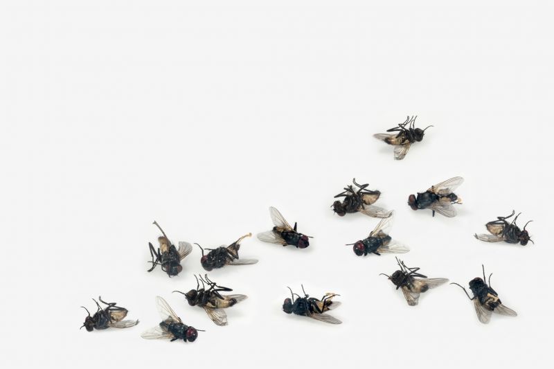 Fruit Fly Prevention Service