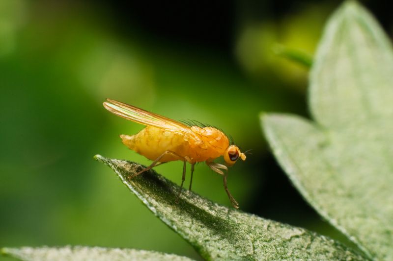 Fruit Fly Prevention