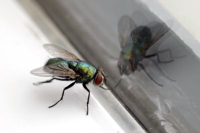 Fruit Fly Prevention