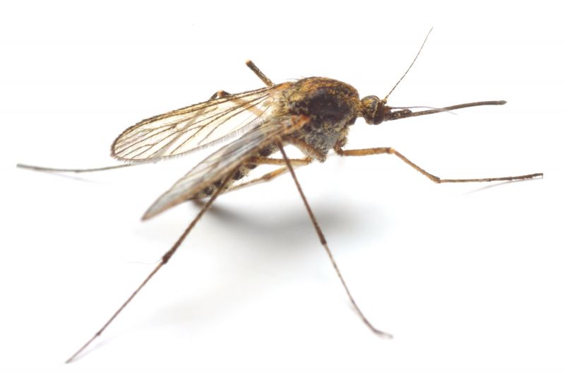 Common Fly And Mosquito Problems Around Homes