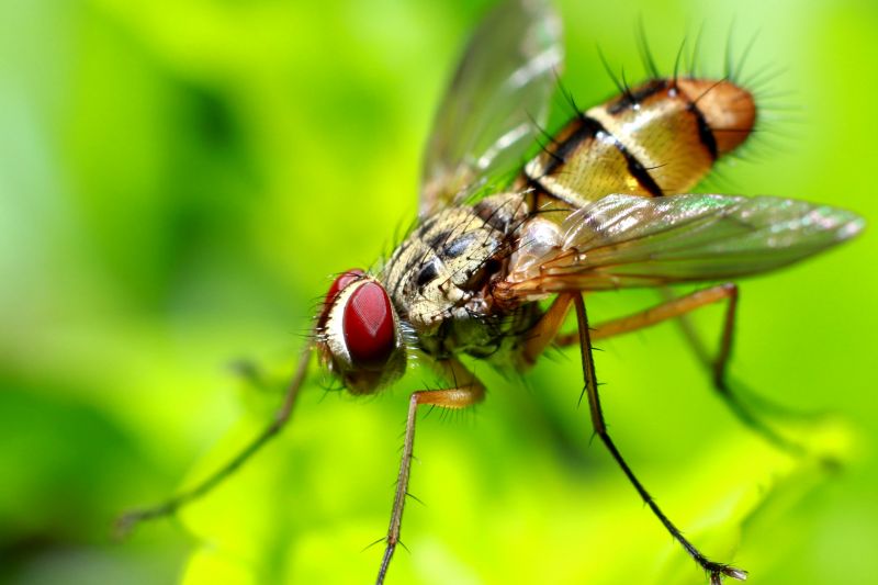 Fruit Fly Prevention