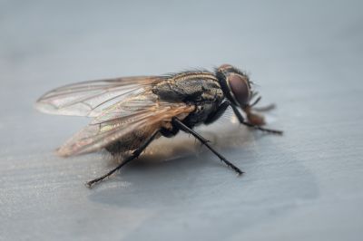 How Flies Impact Customer Experience