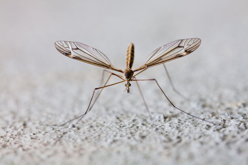 Seasonal Mosquito And Fly Control For Commercial Locations